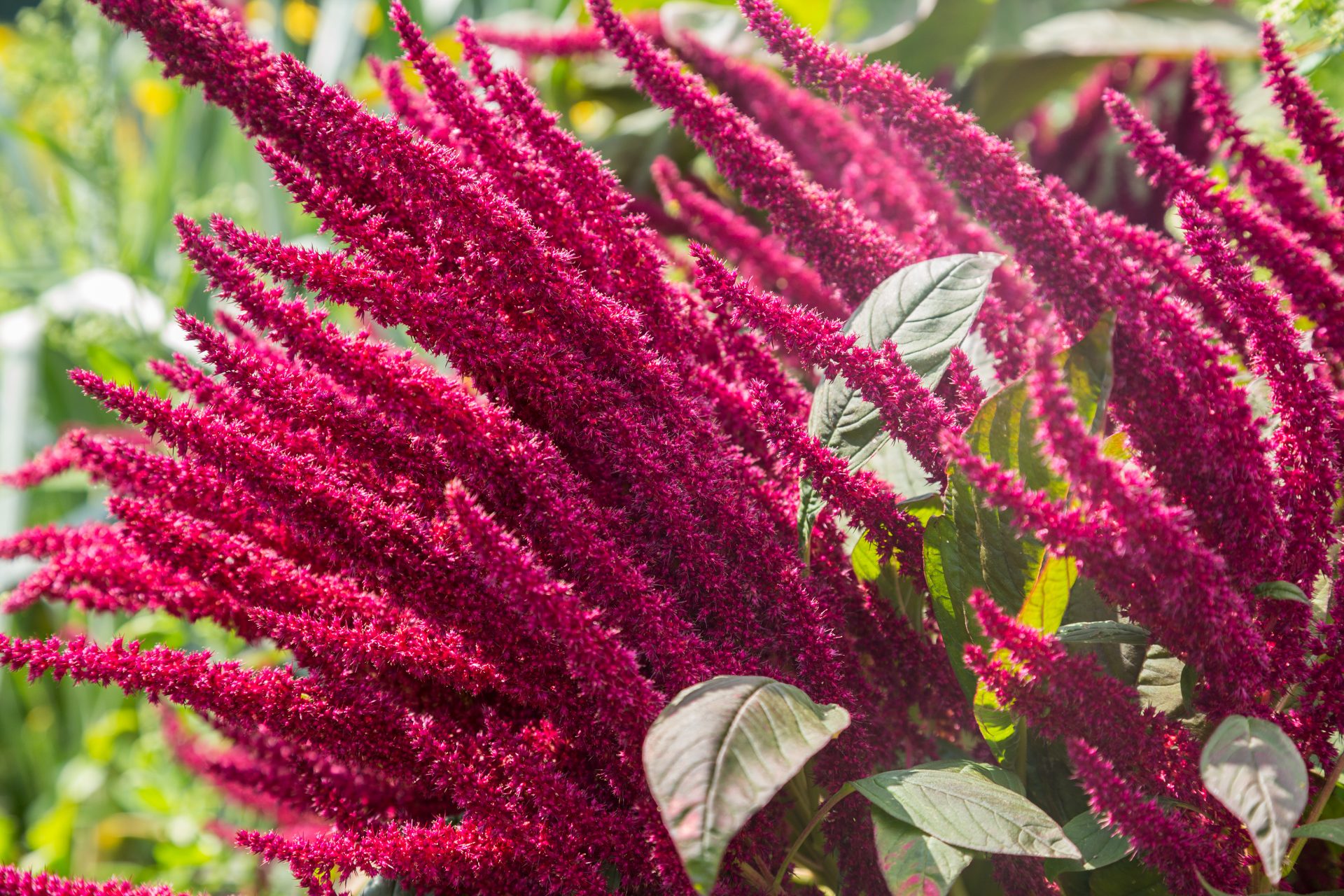 bright pink Amaranth