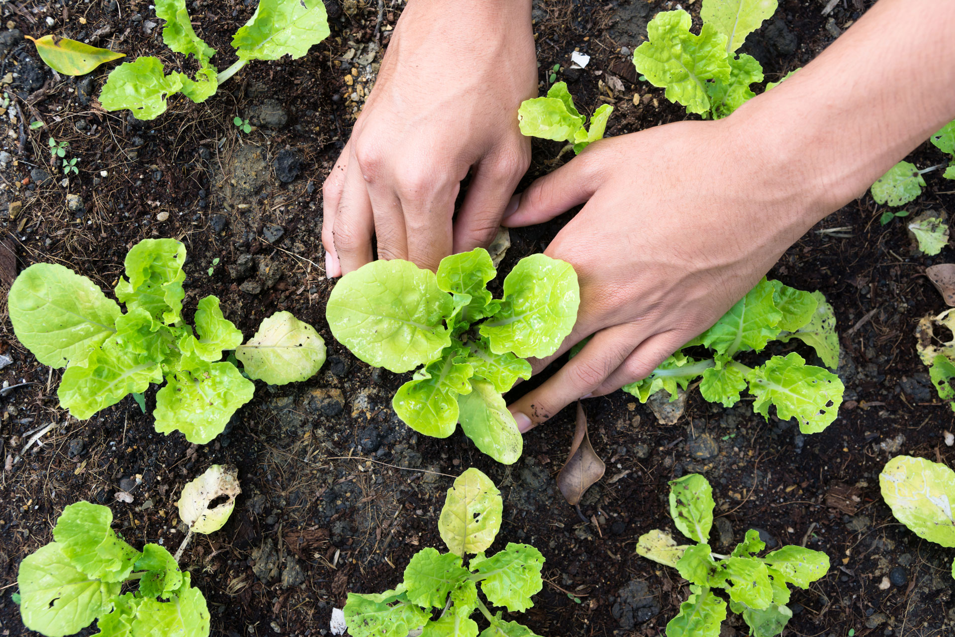 Planting vegetable garden