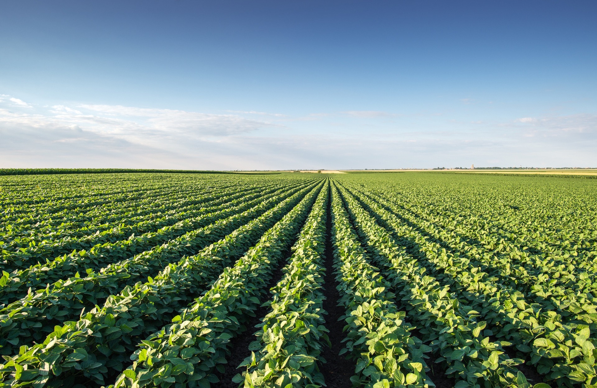 Rows of commodity crops