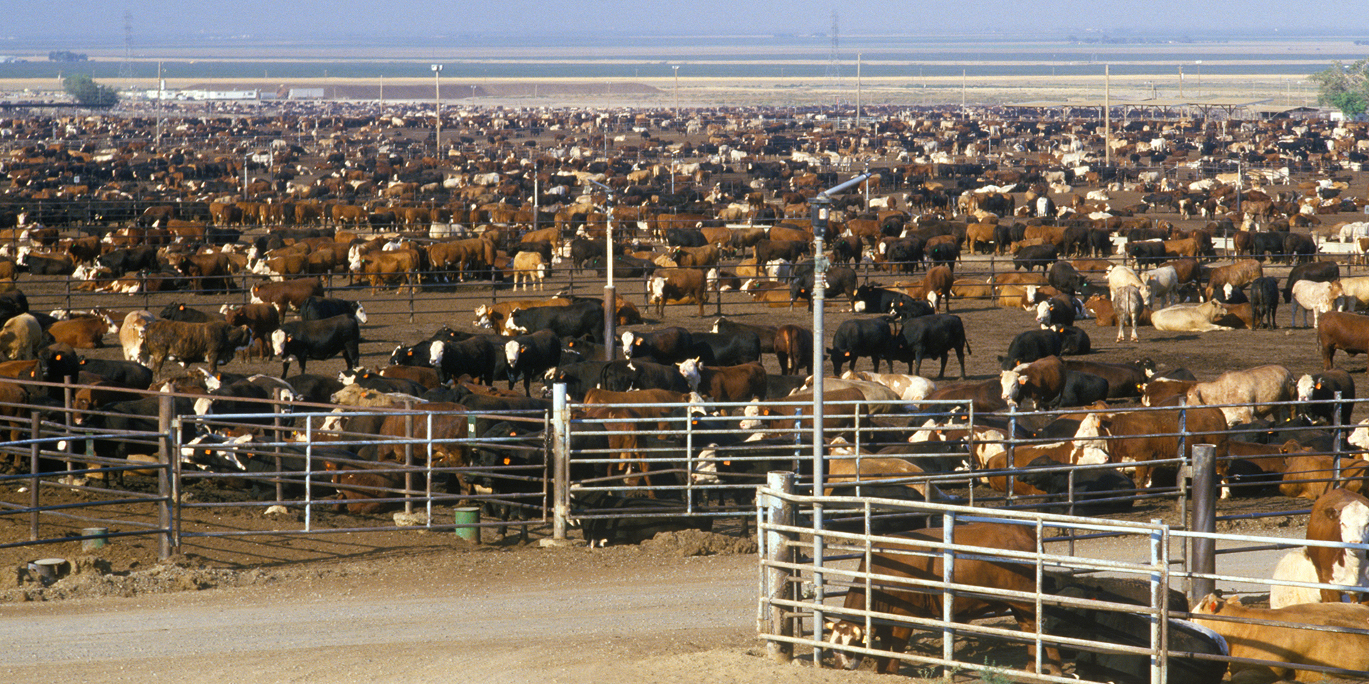 Herds of cattle stand in pens outdoors. Raising beef is one of the largest producers of greenhouse gases.