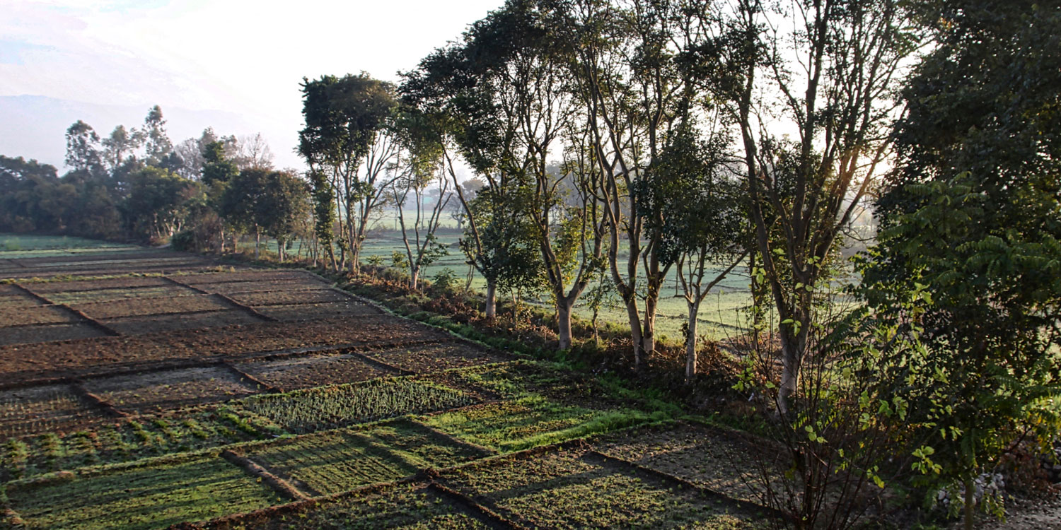 Navdanya Biodiversity Farm