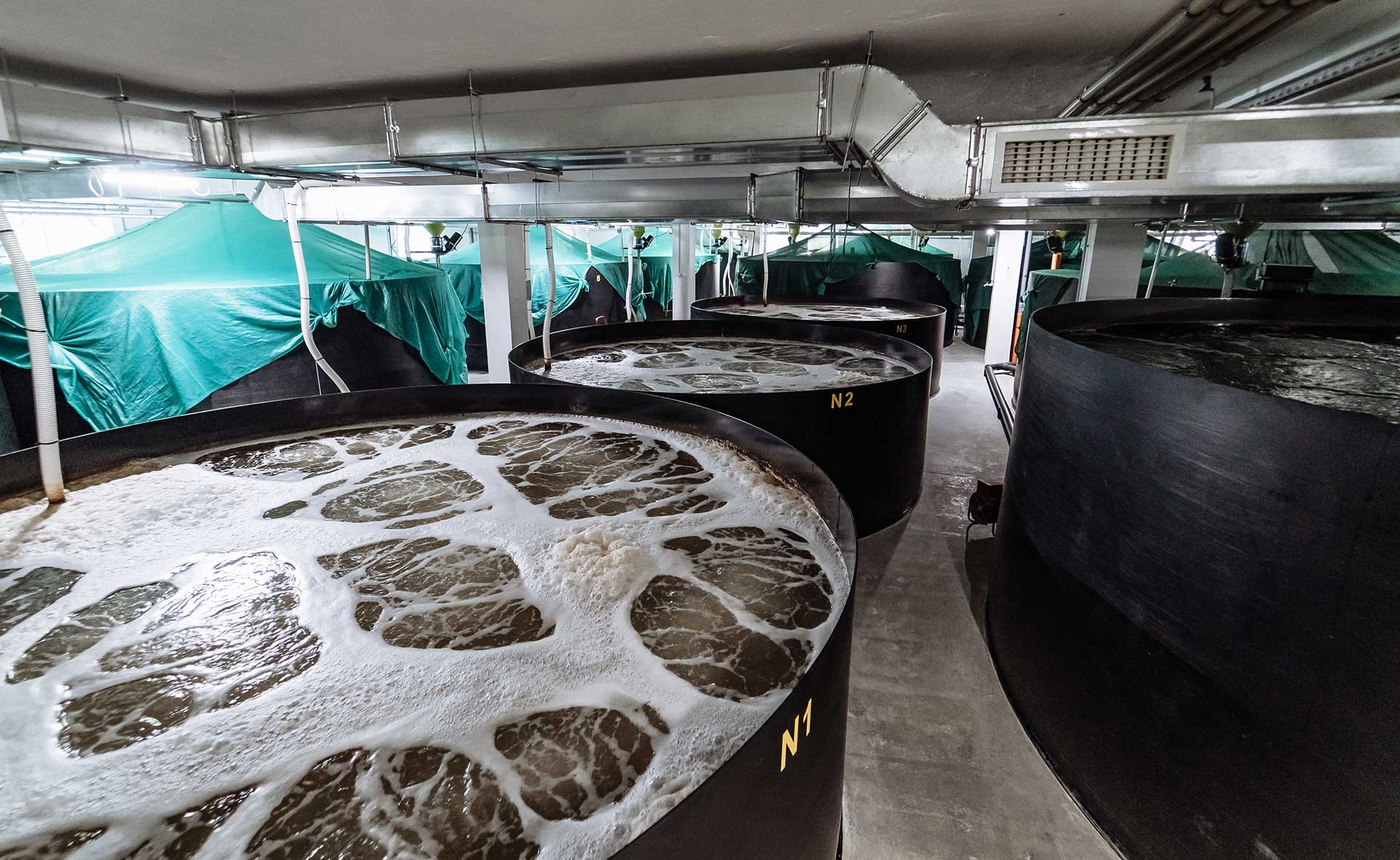 Inside a shrimp farm. Pond shrimp closed system.