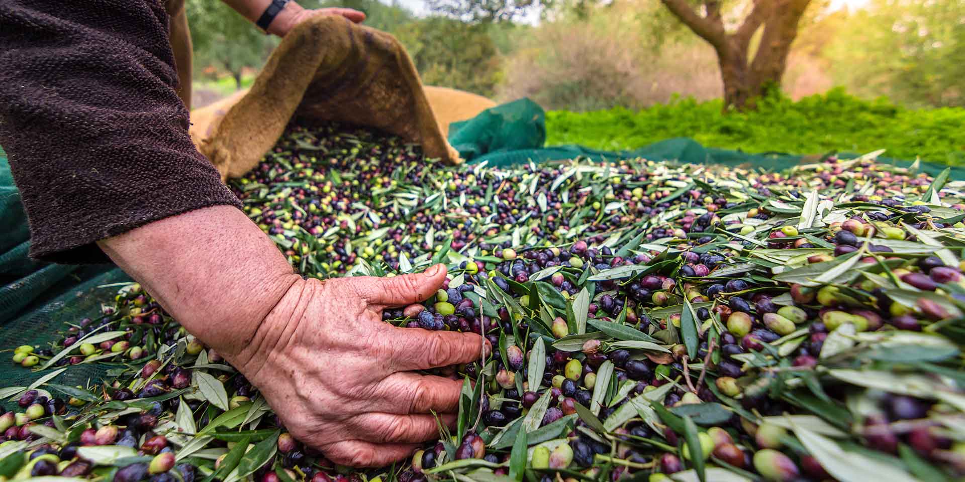 hands gathering olves, olive-oil-extra-virgin