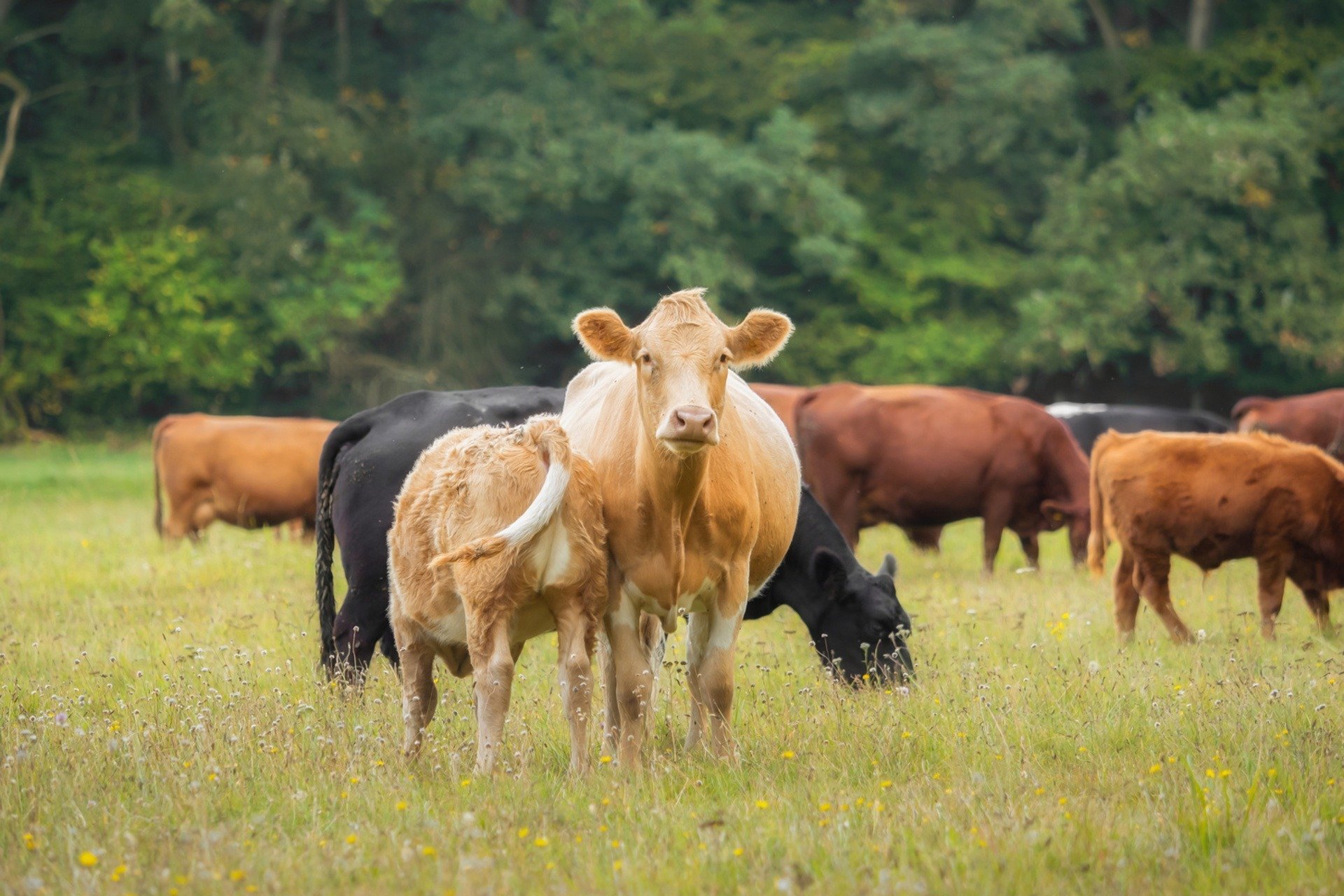 pasture raised cows