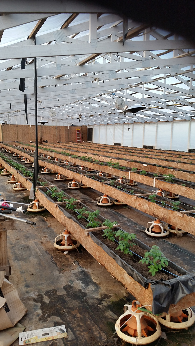 greenhouse with plants