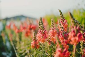 Photos from Artemis Flower Farm. Photo credit: Nelson Esseveld