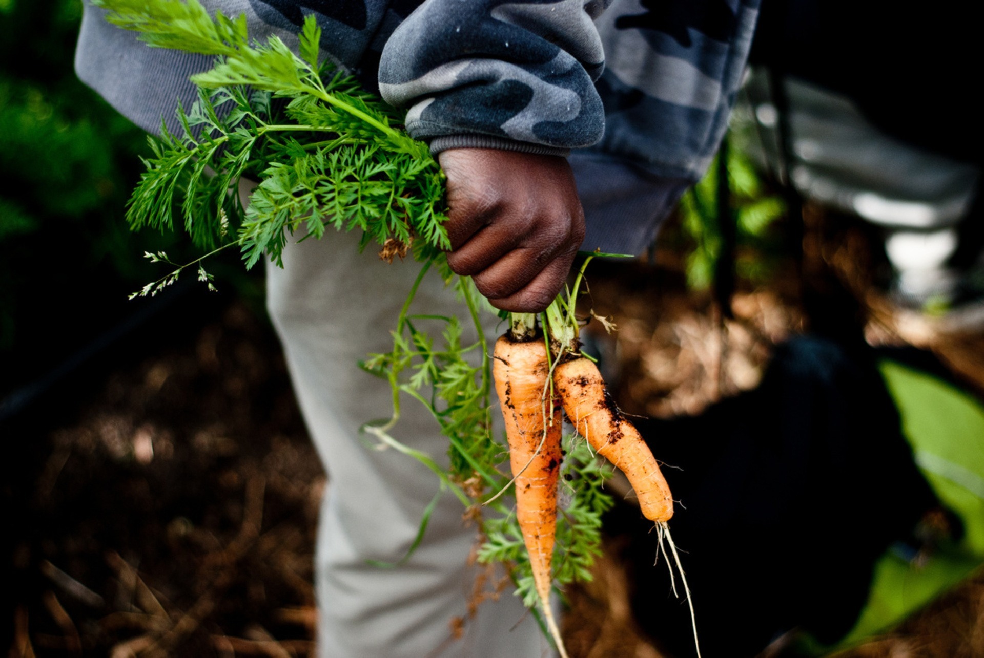 hands holding carrots with dirt