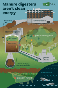 An infographic that reads "manure digesters aren't clean energy." The graphic shows how the digester result in nitrogen runoff.