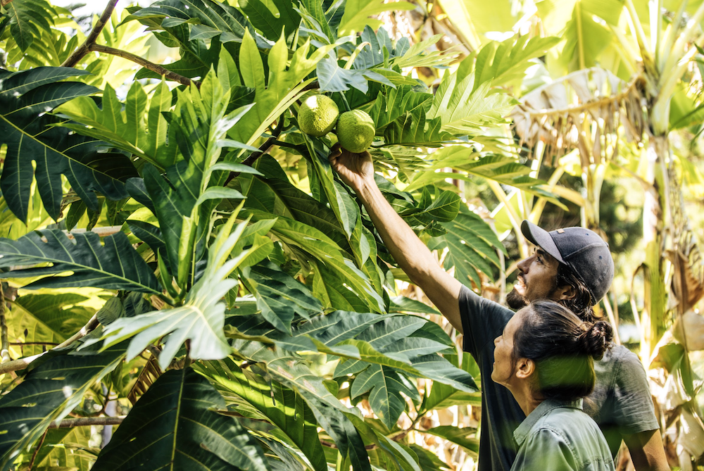 examining breadfruit 